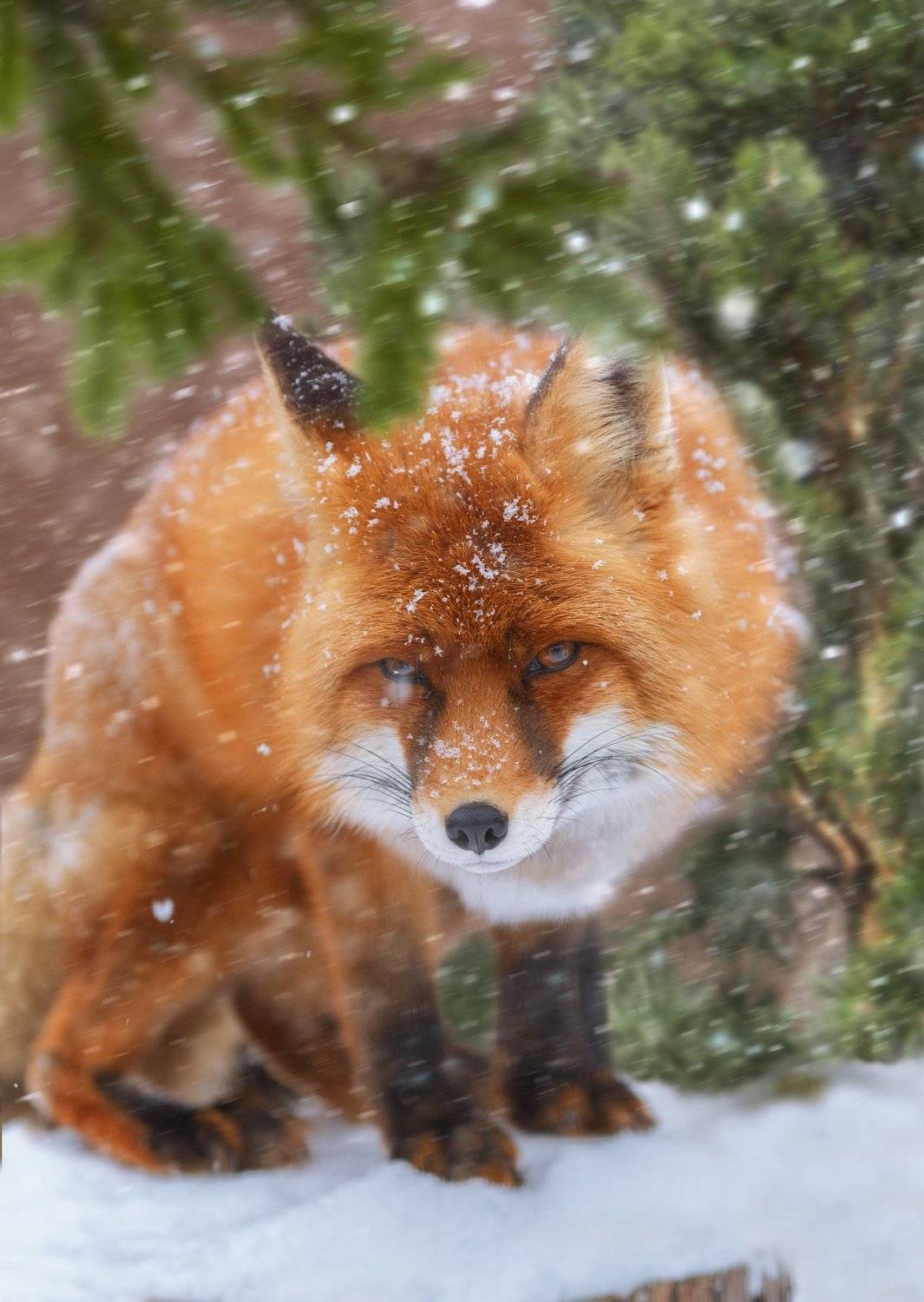 , Олег Богданов