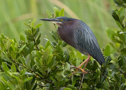 Green Heron -  Американская зелёная кваква
