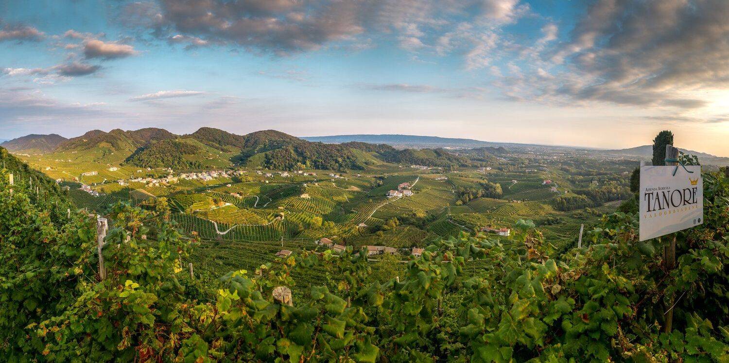 italy, landcape, wine,, Igor Sokolovsky