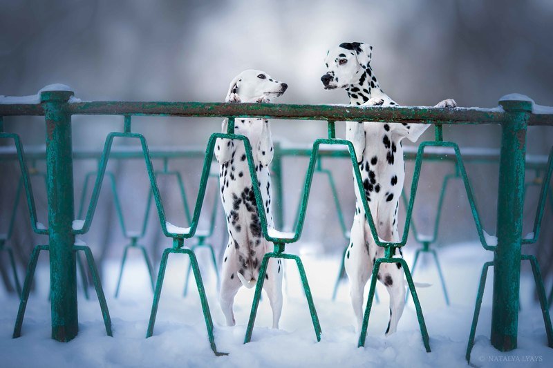 собака, собаки, животные, снег, зима, любовь, далматин, dog, animal, snow, winter, love На мосту фото превью