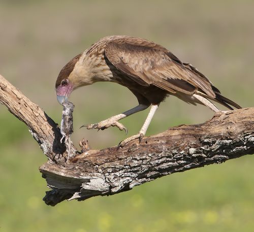 Crested Caracara with prey - Молодая Каракара.