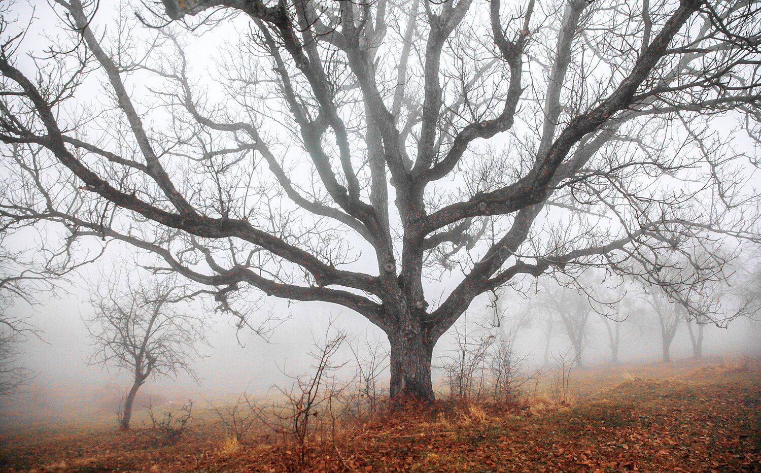 орех,дерево,старое дерево,туман,деревья,дагестан,, Marat Magov