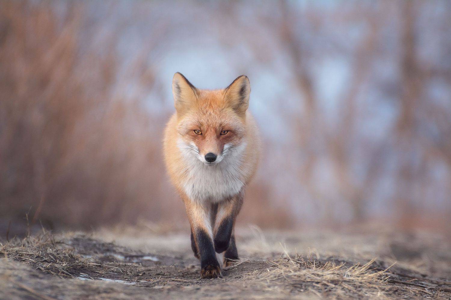 , Шинкарева Елена