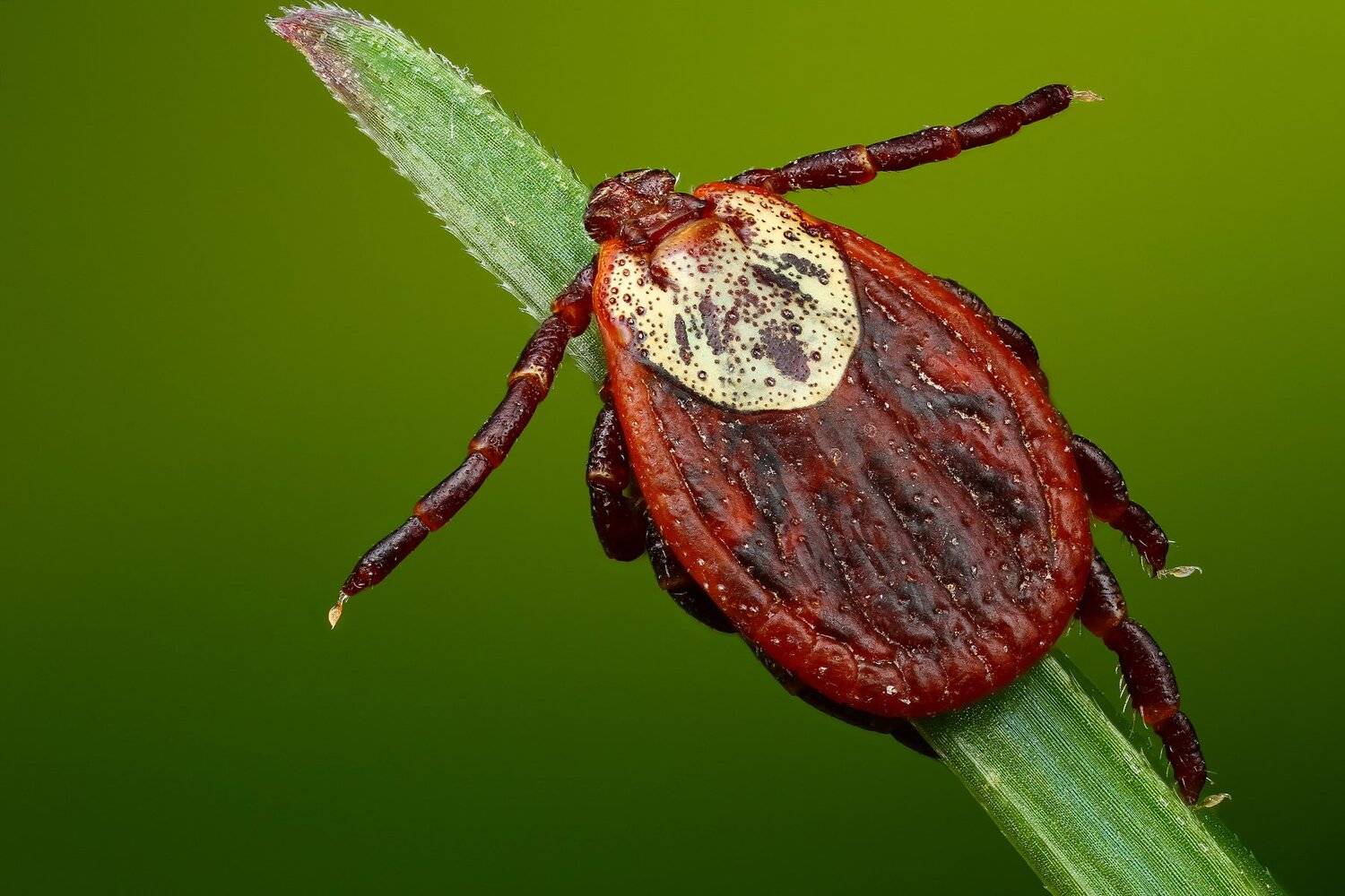 клещ,макро,природа,цвет,зеленый,растение, Андрей Шаповалов