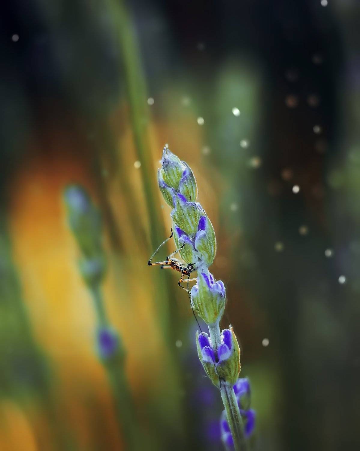  macro bokeh insect helios44-2 helios nature, Анастасия Колесникова