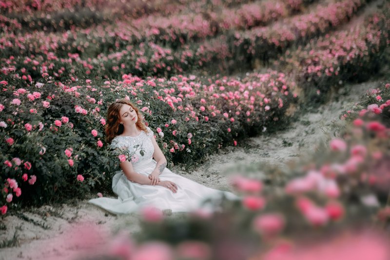 поле, розы, девушка, весна Чайная роза фото превью