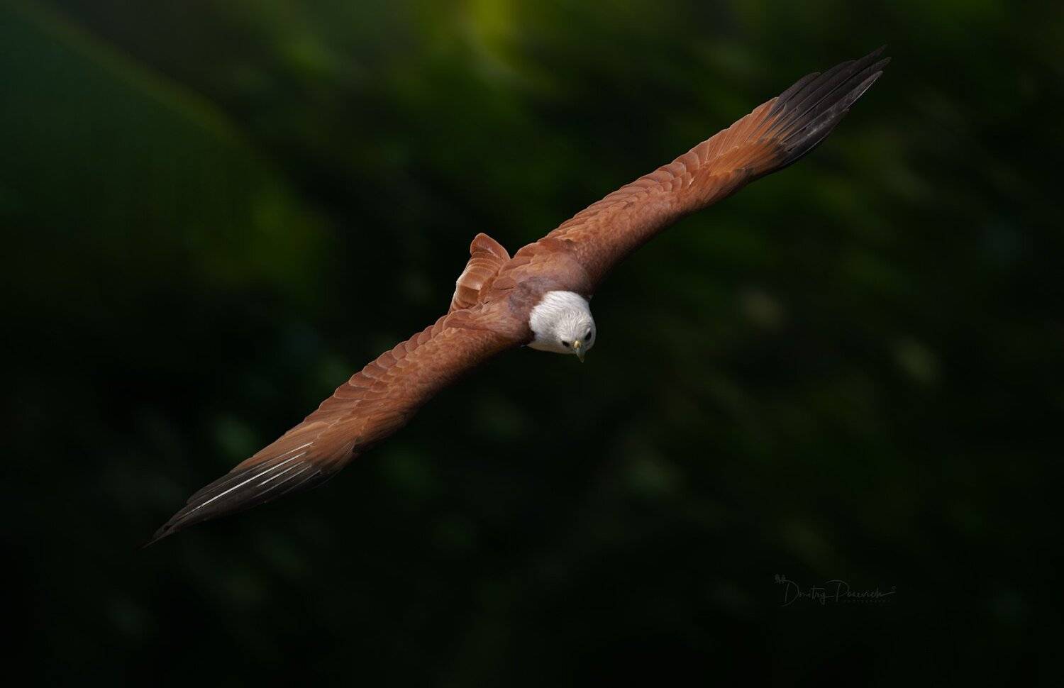 природа, животные, птицы, вьетнам, остров фукок, Дмитрий Посевич