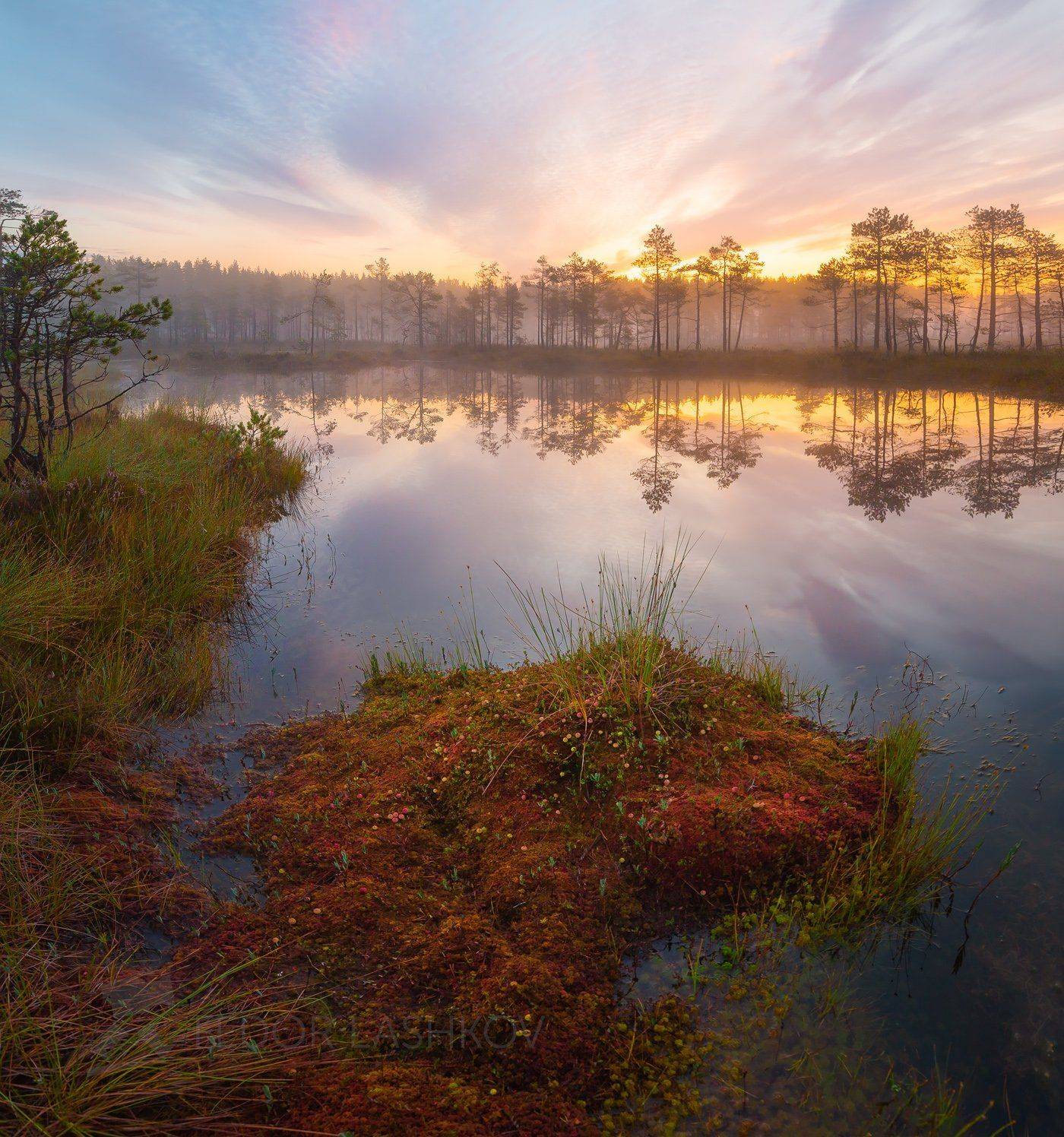 ленинградская область, сосна, отражение, покой, болото, лето, рассвет, туман, берег, мох, топь, красочно, ягоды, клюква, летнее,, Лашков Фёдор