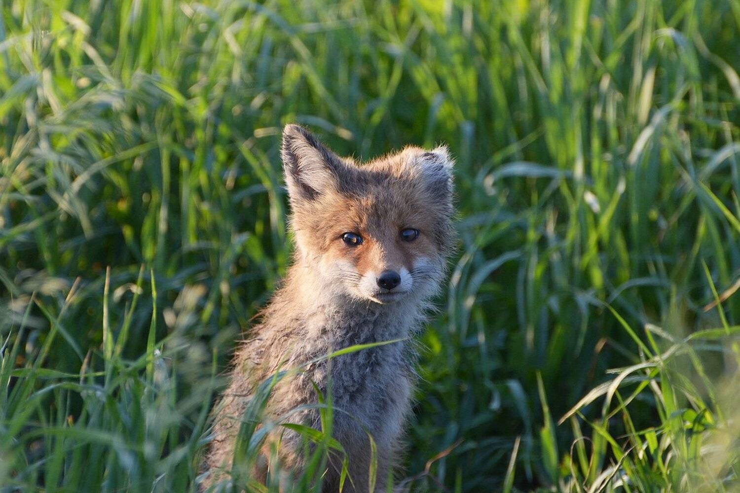 лисёнок, Михаил Агеев