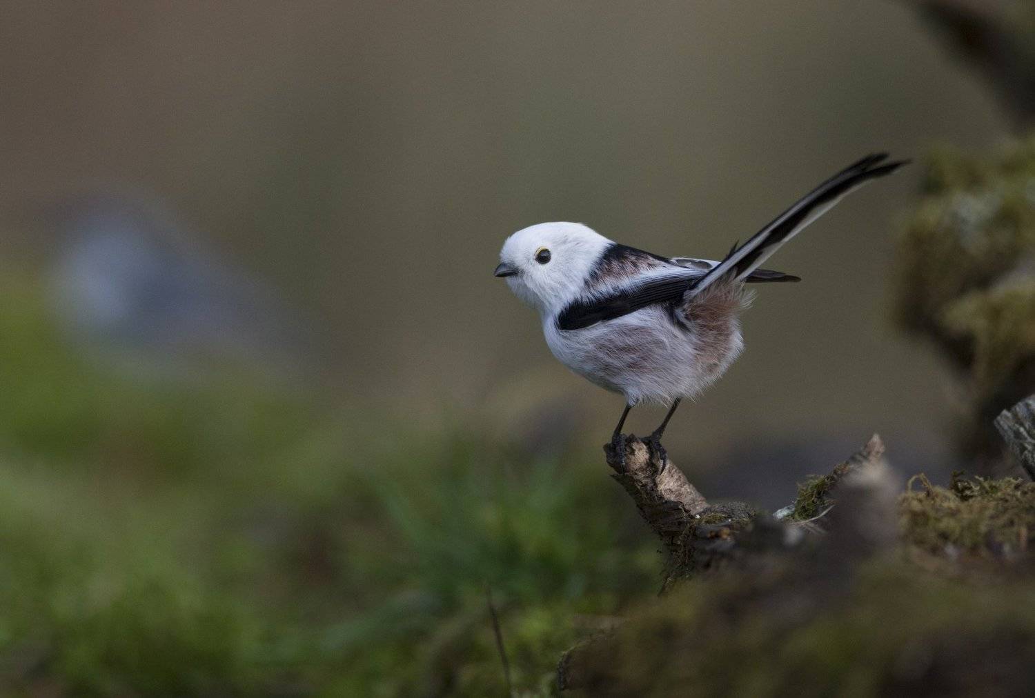 , Елена Куликова