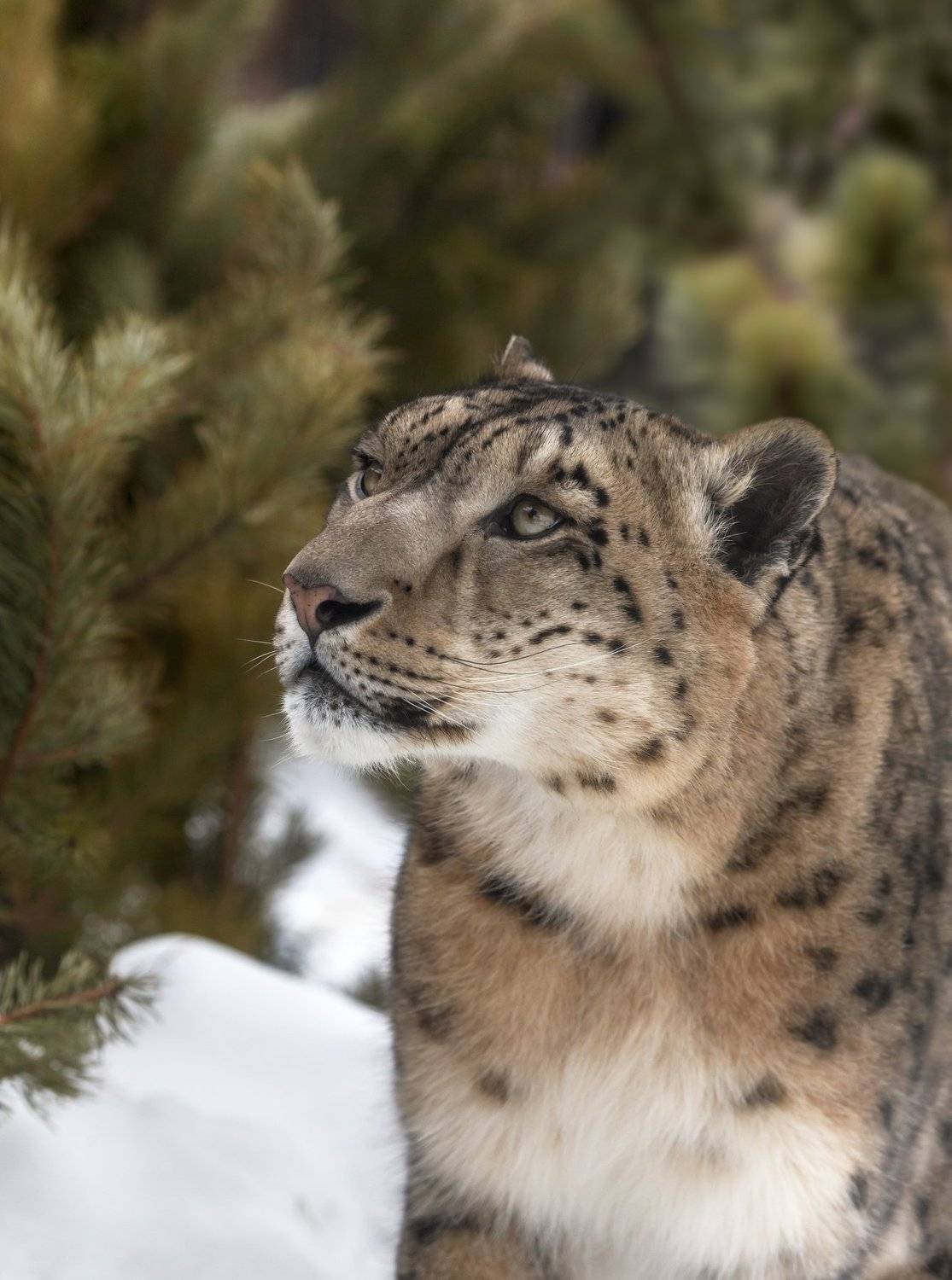 , Олег Богданов