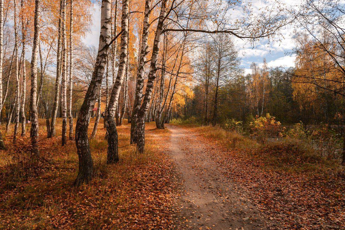 пейзаж,осень,утро,золотая осень,россия, Юлия Лаптева