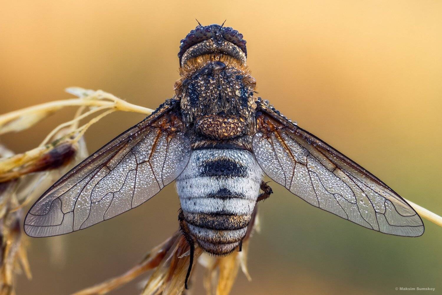 утро,роса,стекинг,вега-11у, Максим Сумской
