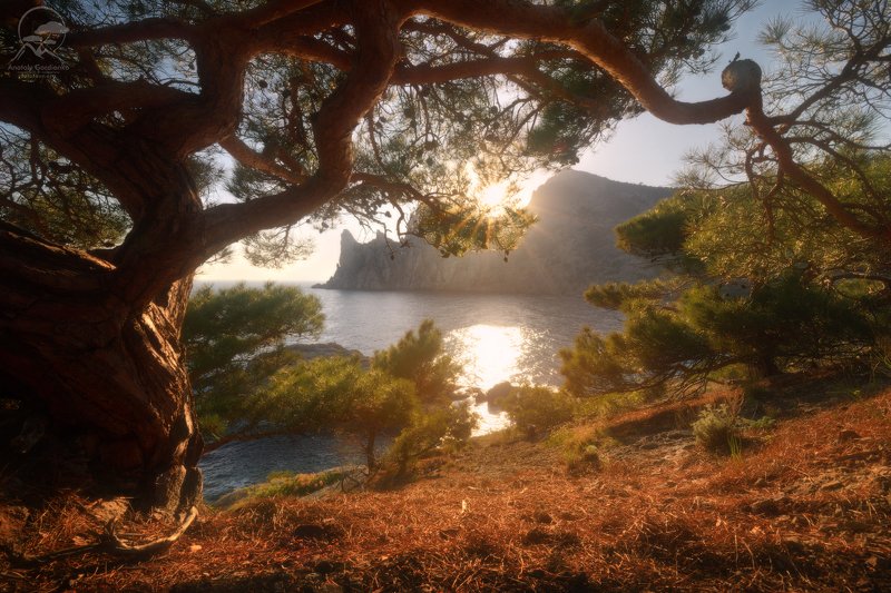 пейзаж, природа, дерево, крым, горы Новый свет фото превью