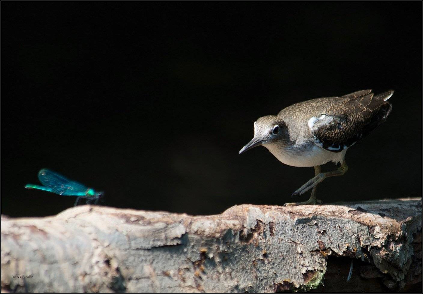 кулик,стрекоза,стойка,охотничья, Александр Чувилин