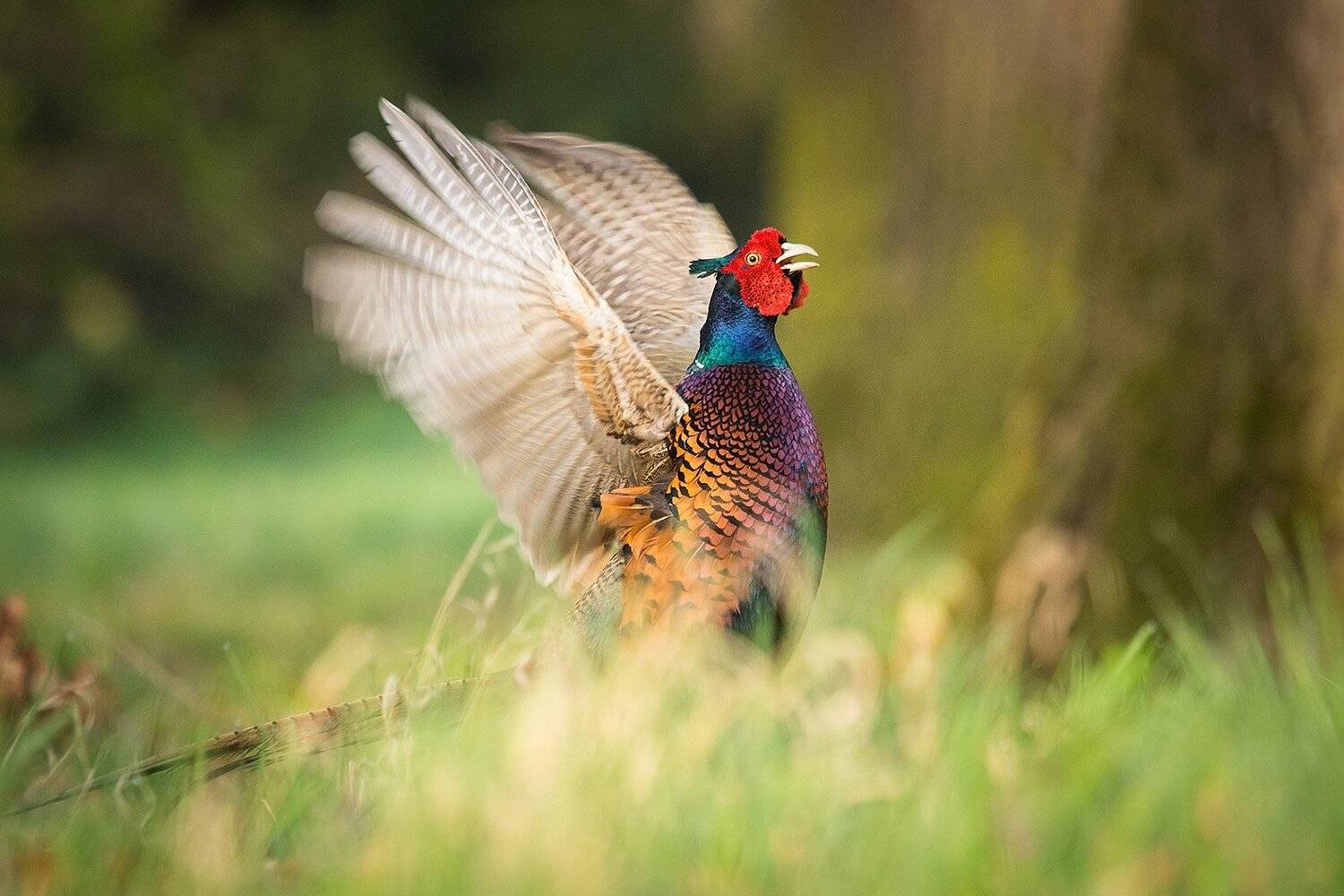 Pheasant. Автор: Robert Adamec , Robert Adamec