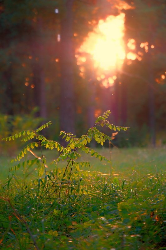 вечер осень лес Вечерний лес фото превью