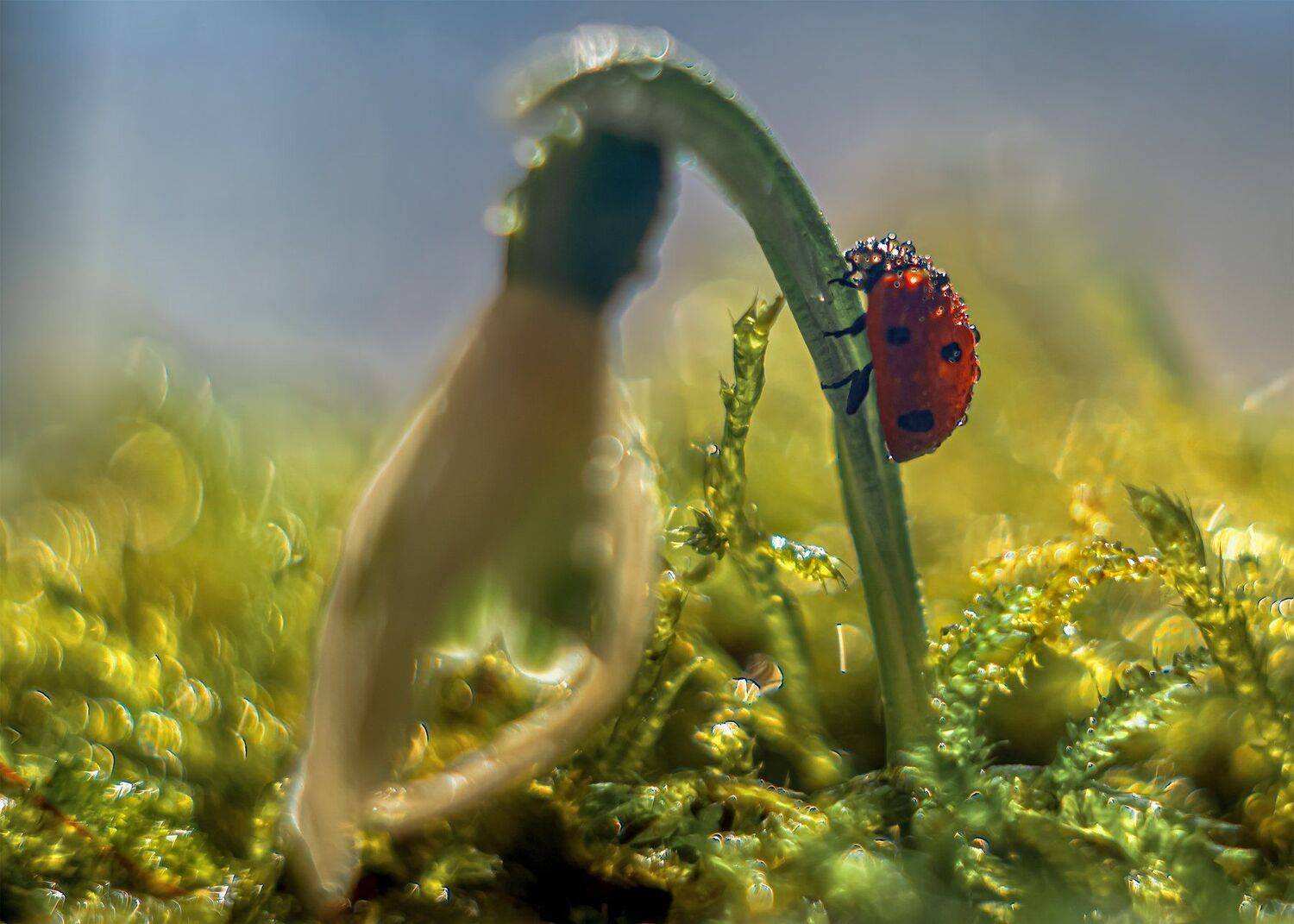 весна цветы божья коровка подснежник макро, Анастасия Третьякова