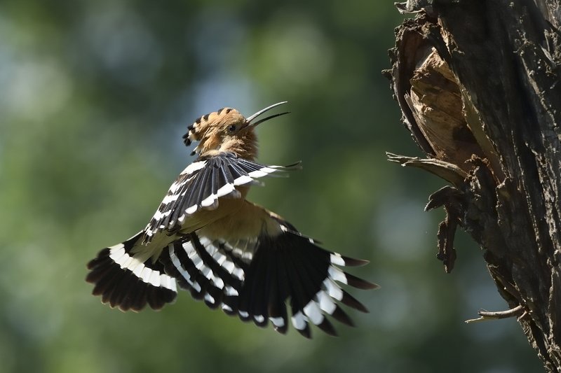 птицы birds Upupa epops фото превью