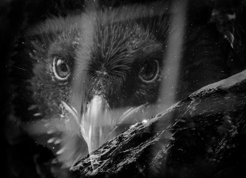 птица Бородач, Gypaetus barbatus, ягнятник, хищная птица, птица падальщик, чб фотография, мультиэкспозиция, птица в клетке, дагестанский заповедник, горы Тляраты Мечты о свободе... фото превью