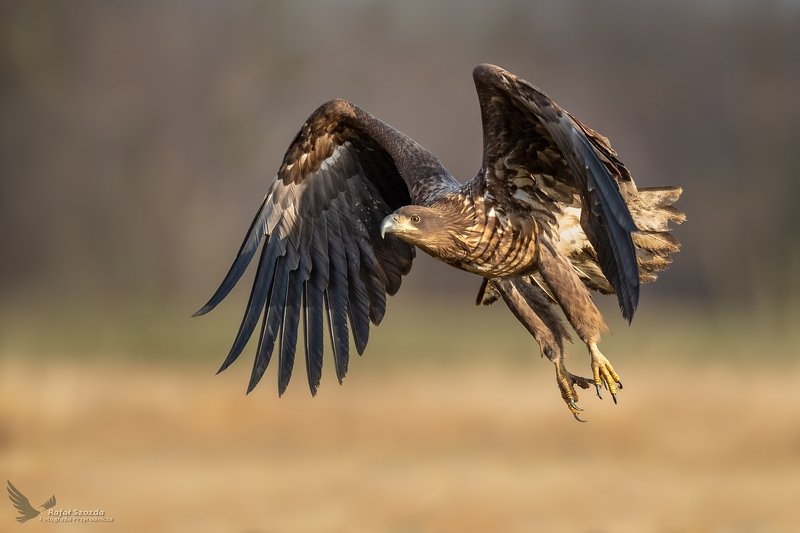 Ciekawska młodzież ... Bielik, White-tailed Eagle (Haliaeetus albicilla) ... 2020r фото превью