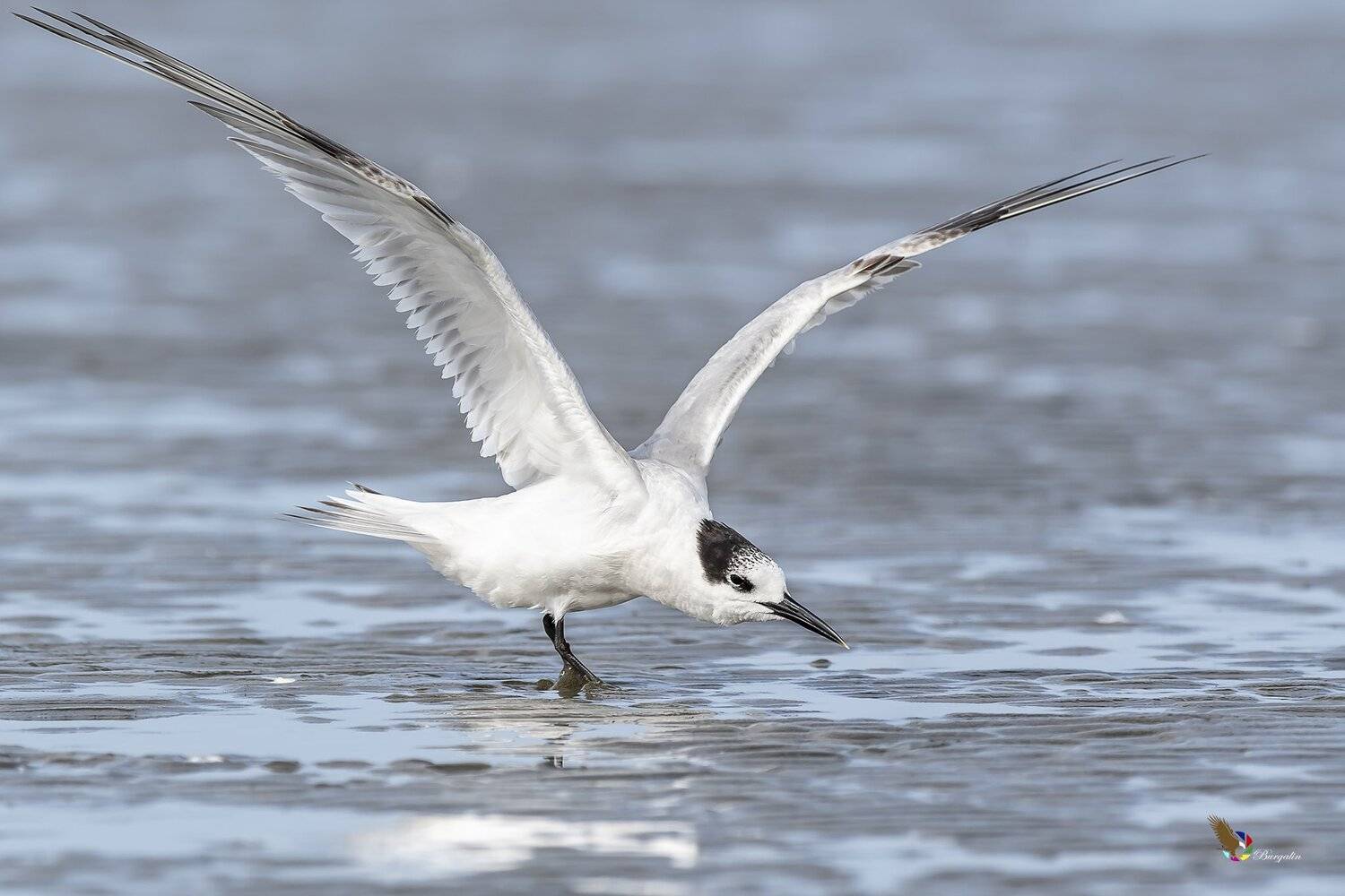 , Fernando Burgalin Sequeira