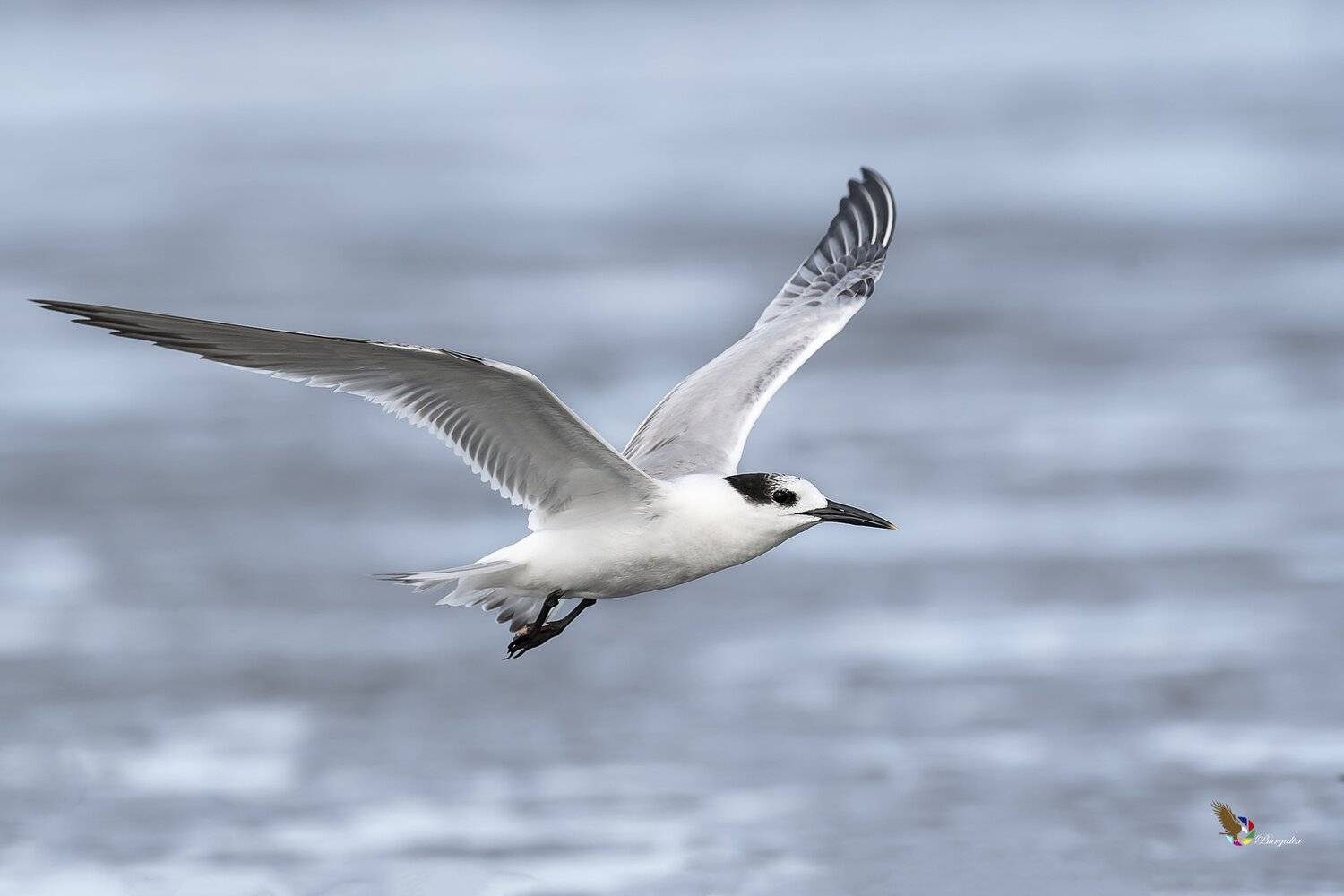 , Fernando Burgalin Sequeira