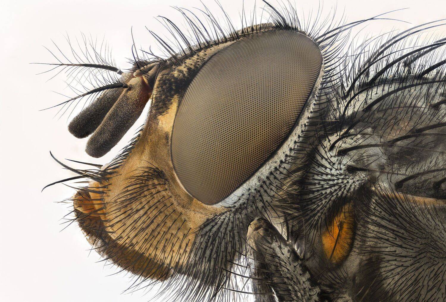 ceclii, macro, extrememacro, nikon d3400, semiplan 6.3, Tsvetan Ganev