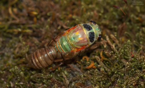 Вылупление цикады. часть 2