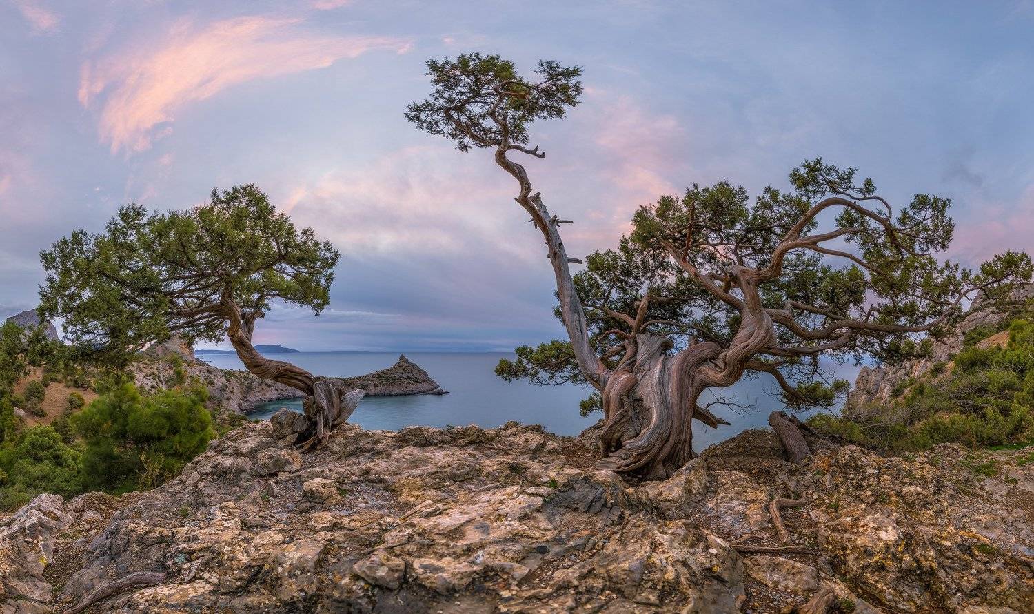 крым, новый свет, реликтовая роща, можжевельник, рассвет, Николай Мысливцев
