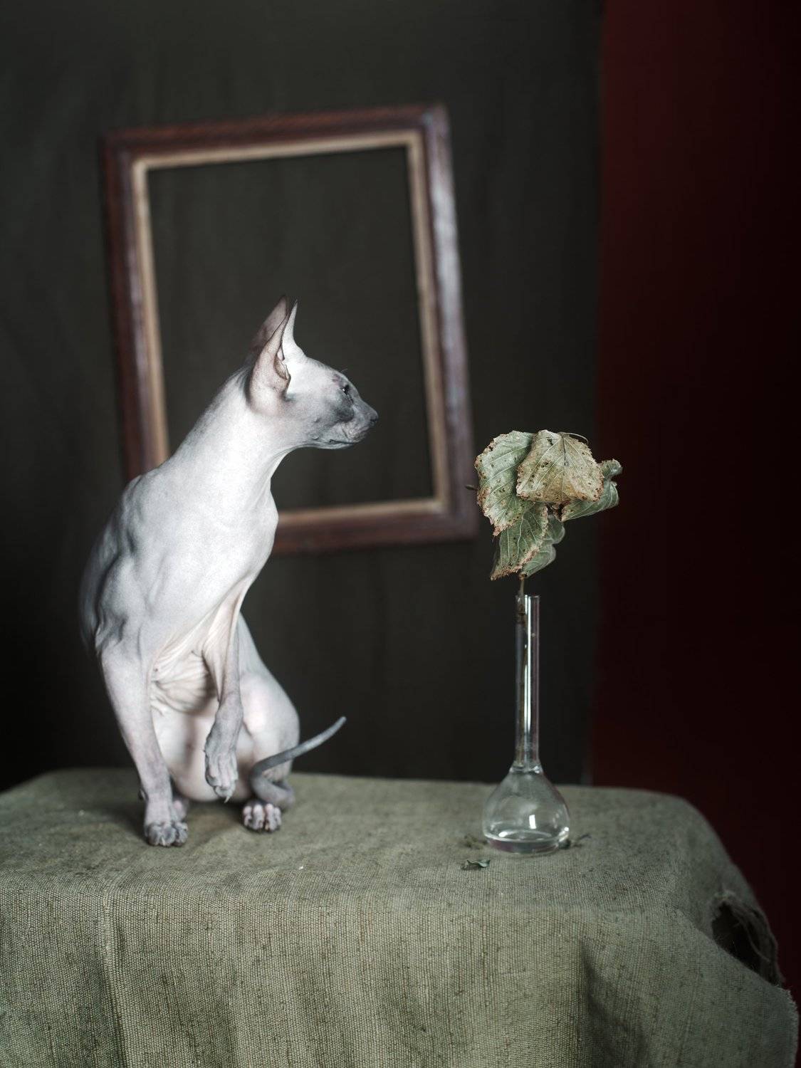 #spinks #stillife #igorkryukov #kerch #fashioncats, Игорь Крюков