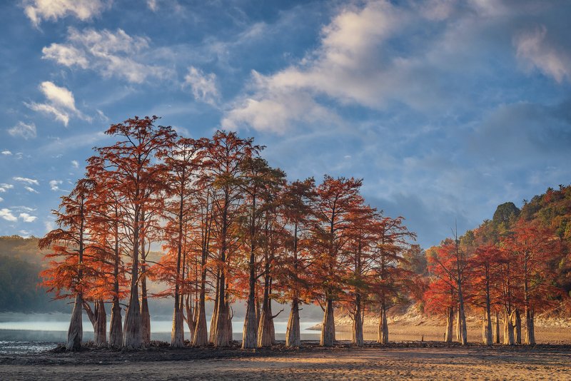 болотные кипарисы, озеро сукко, осень, Болотные Кипарисы на озере Сукко фото превью