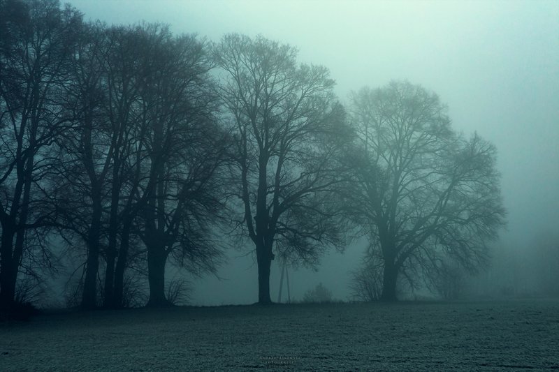 Fog фото превью