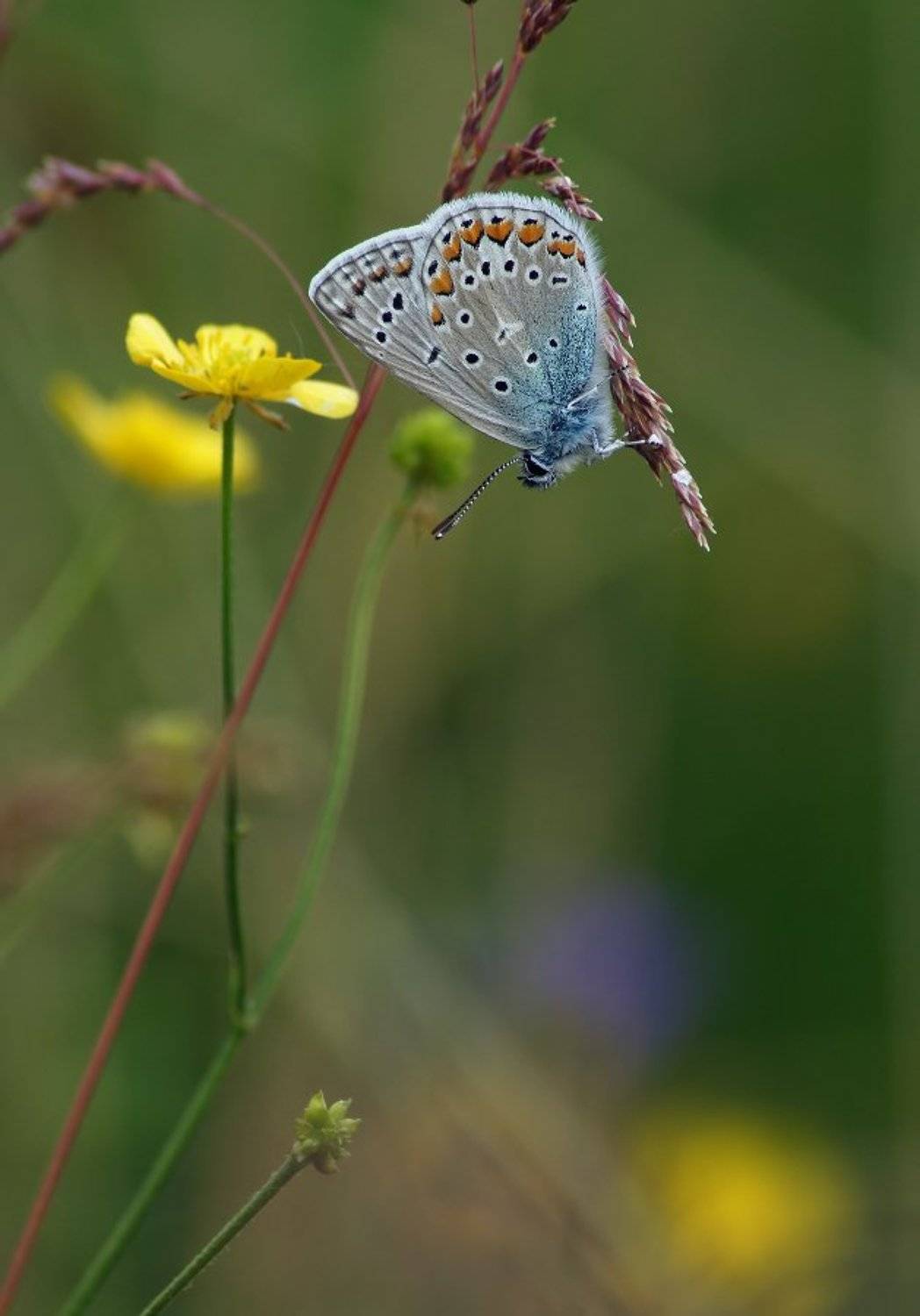 Бабочка, Чепленко Алексей
