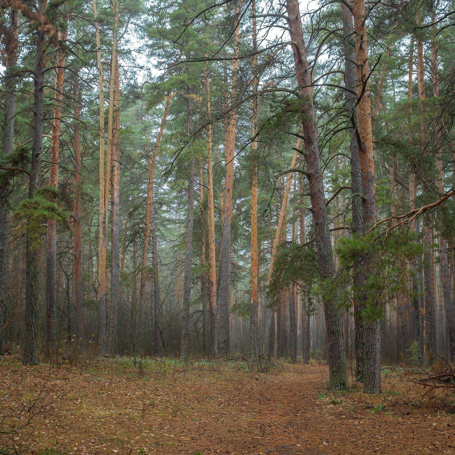 туман, сосны, осень, лес, заповедник, дорога, Руслан Востриков