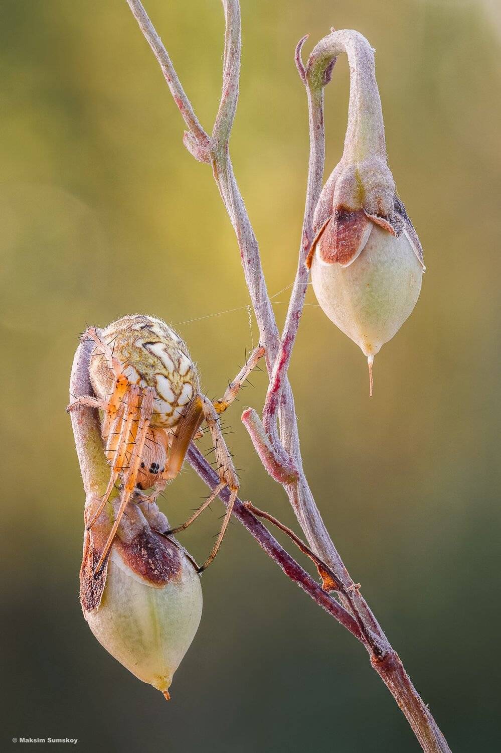макро,стекинг,утро, паук,вега-11у, Максим Сумской