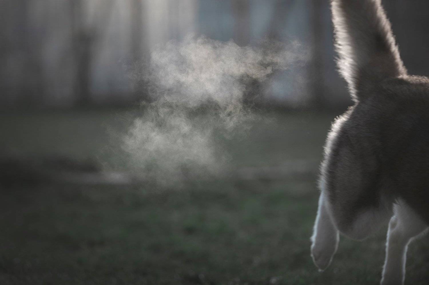 сибирский хаски, Erika Tsogoeva