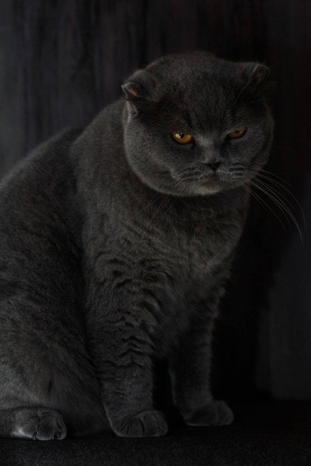 , Денис Ветренко