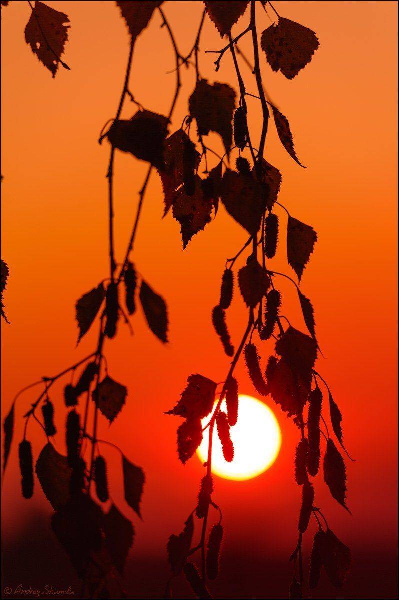 , Андрей Шумилин