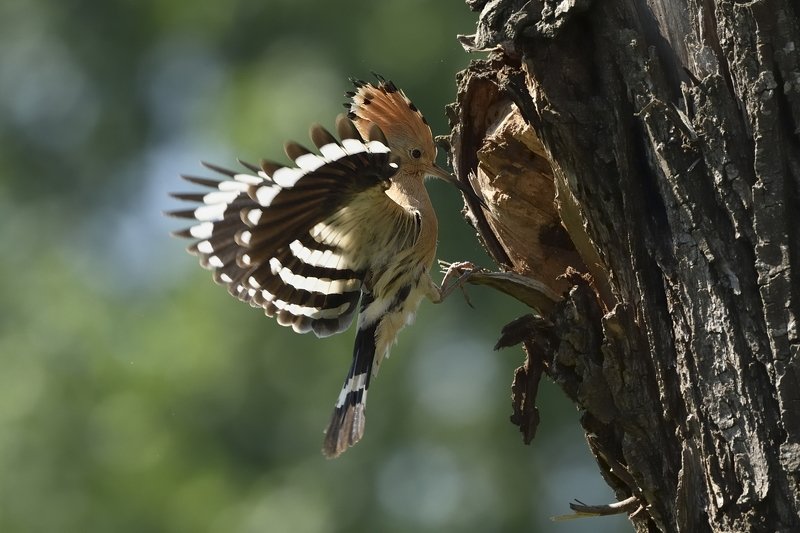 птицы birds Upupa epops фото превью