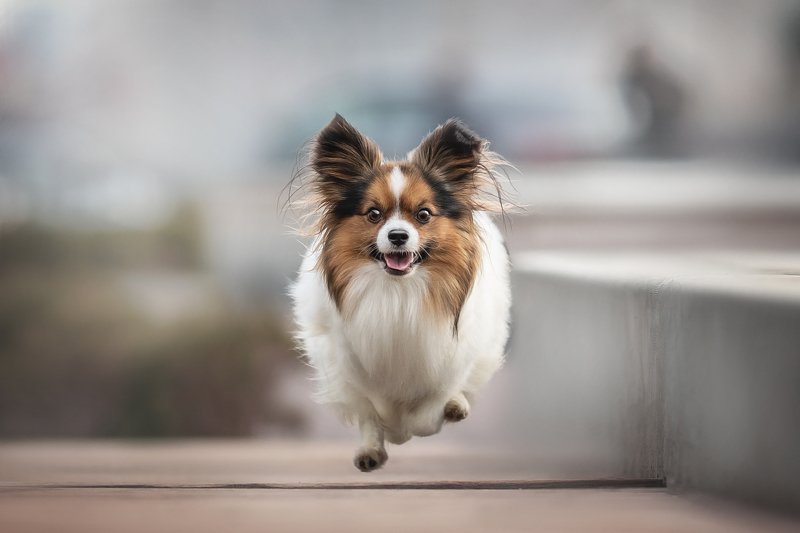 ... фото превью