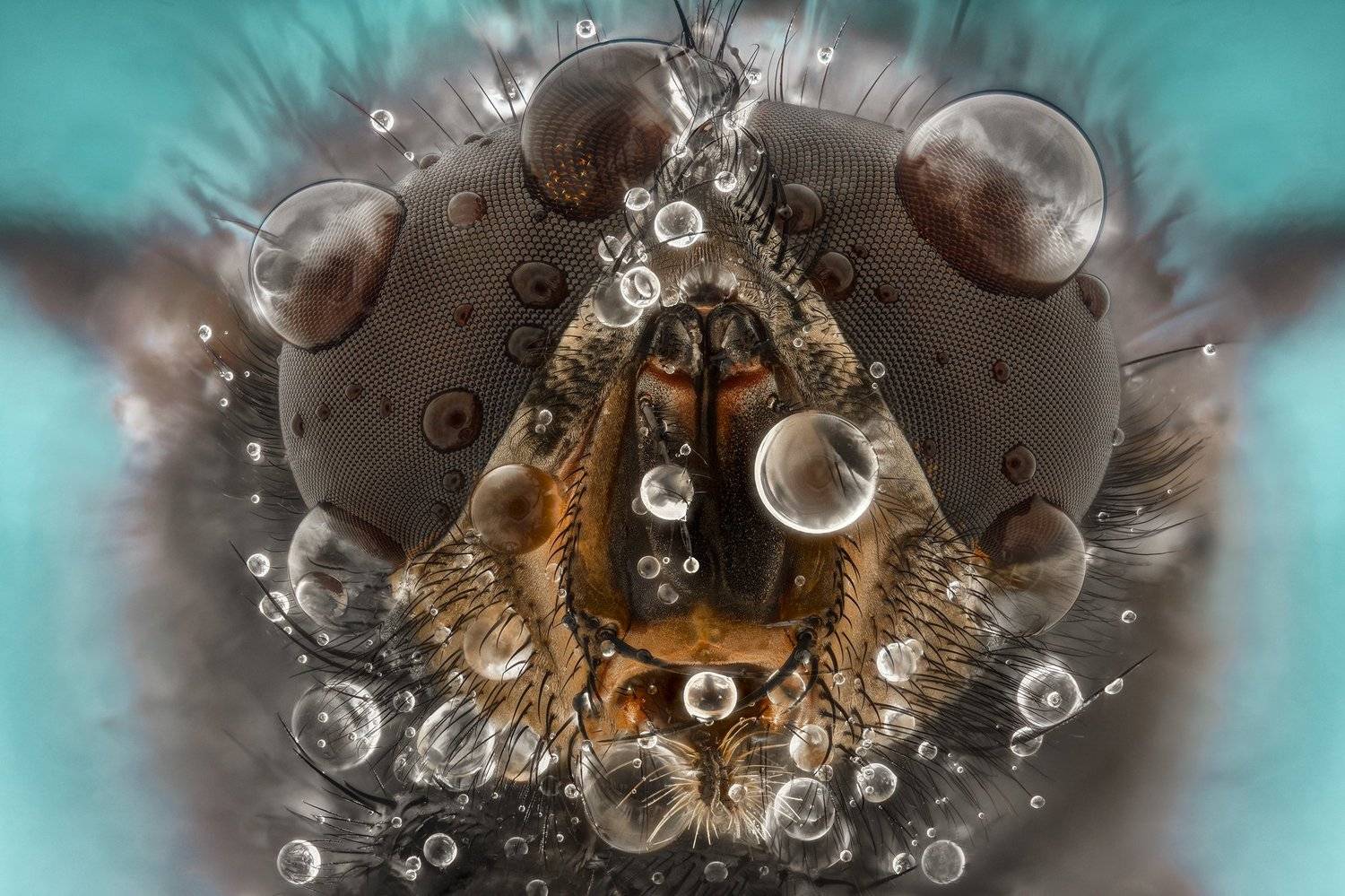 ceclii, macro, extrememacro, nikon d3400, semiplan 6.3, Tsvetan Ganev