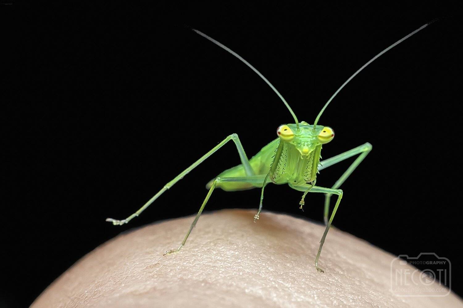 green, small, animal, insect, garden, grass, nature, natural, wildlie, macro, close up, beauty, beautiful, mantis,, NeCoTi ChonTin