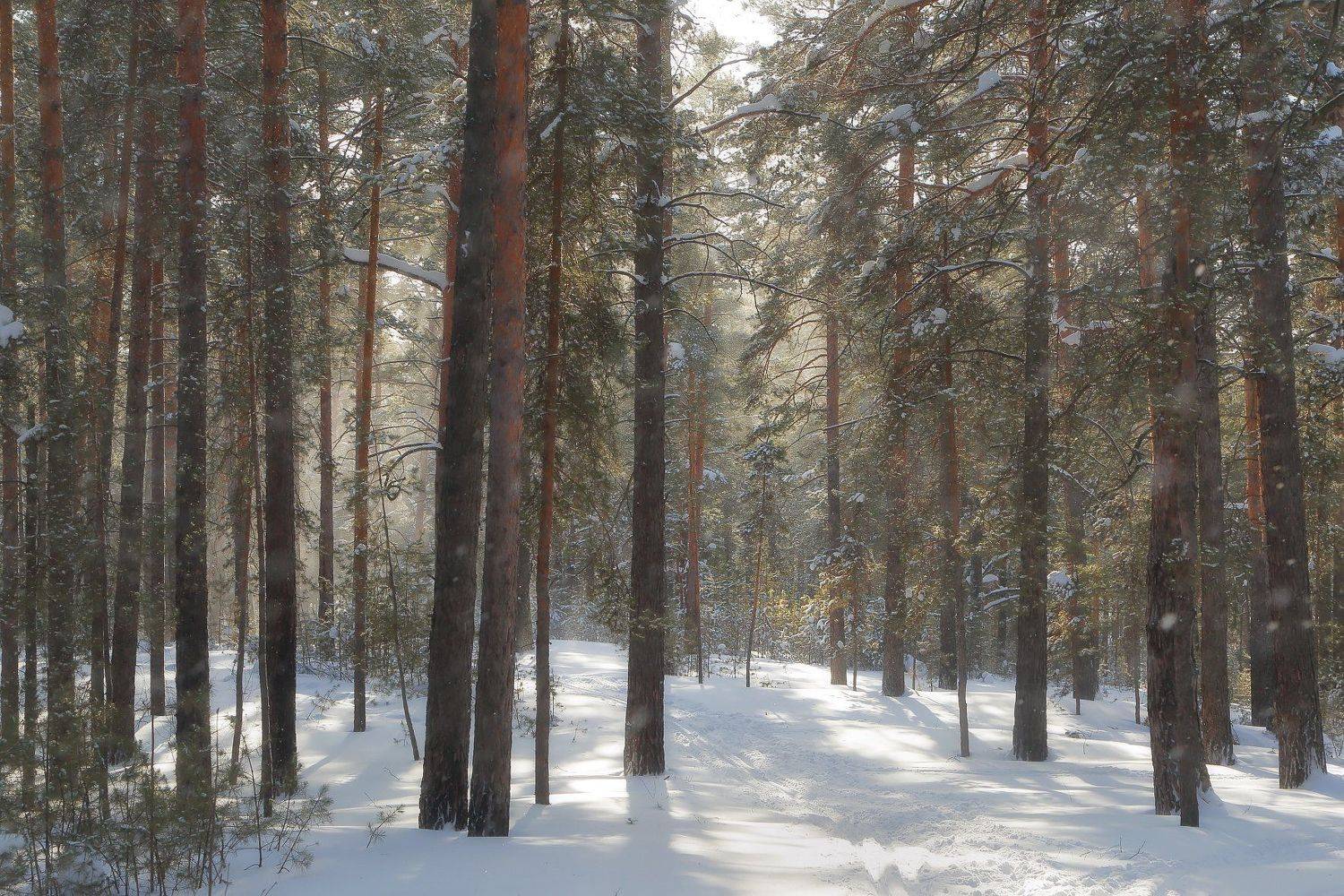  солнце ветер снег зима, Евгений Зинов
