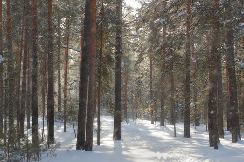 Завьюжило в зимнем лесу