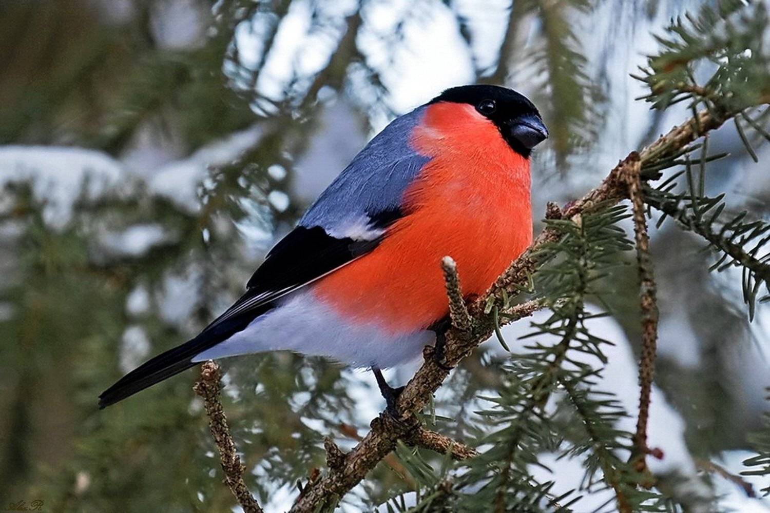 , Razgulyaev Aleksandr