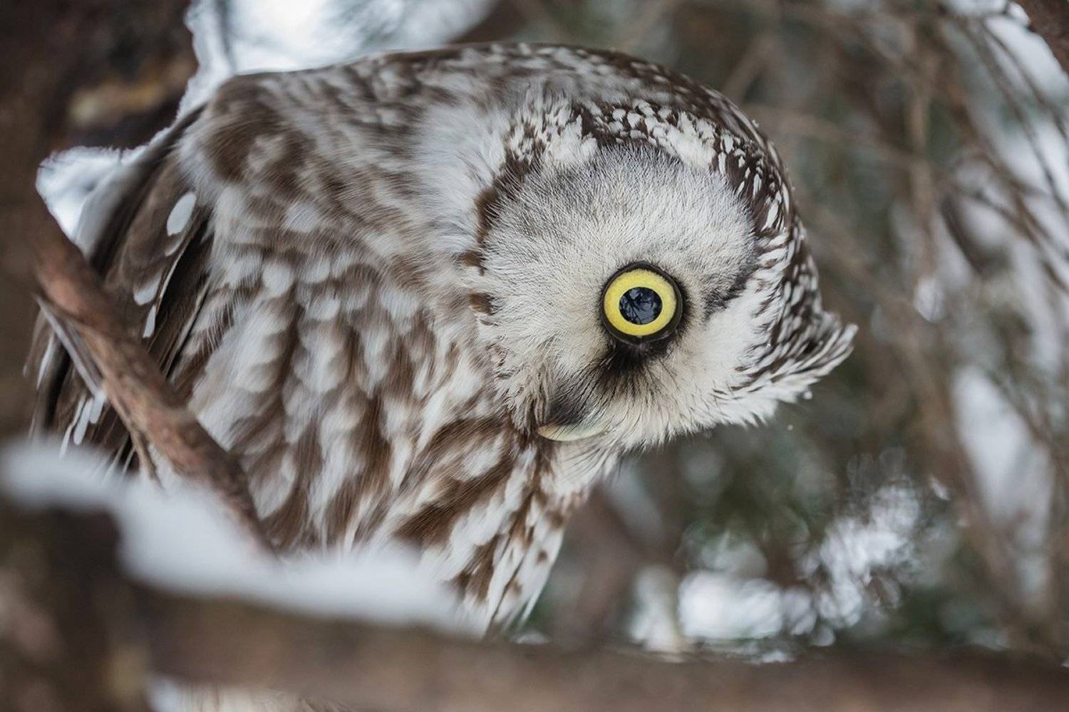 птица, дикая птица, хищная птица, орнитология, дикая природа, фотоохота, , сыч, сыч мохноногий, зима. охота, фотоохота, мышь, Victor Dubinkin