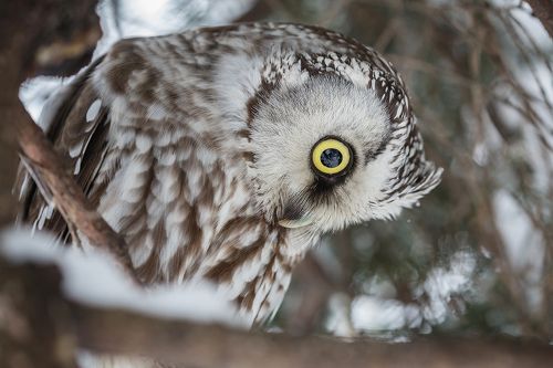Взгляд свысока. (Портрет мохноногого сыча)