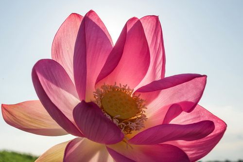 Лотосы. Дельта Волги