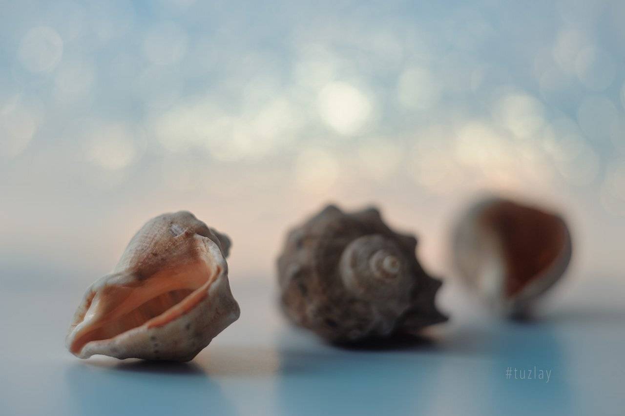 ракушки, боке, Владимир Тузлай